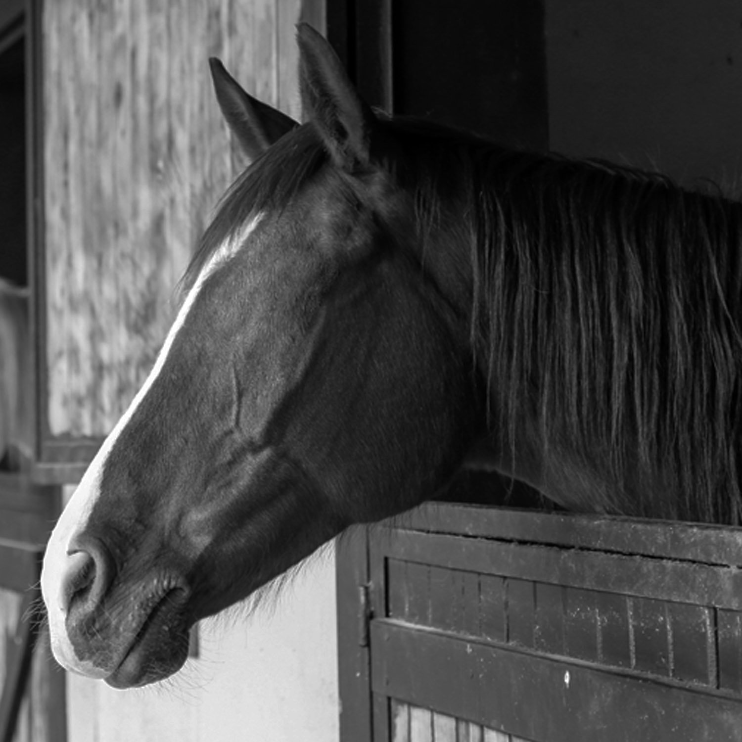 Horse-Square.jpg